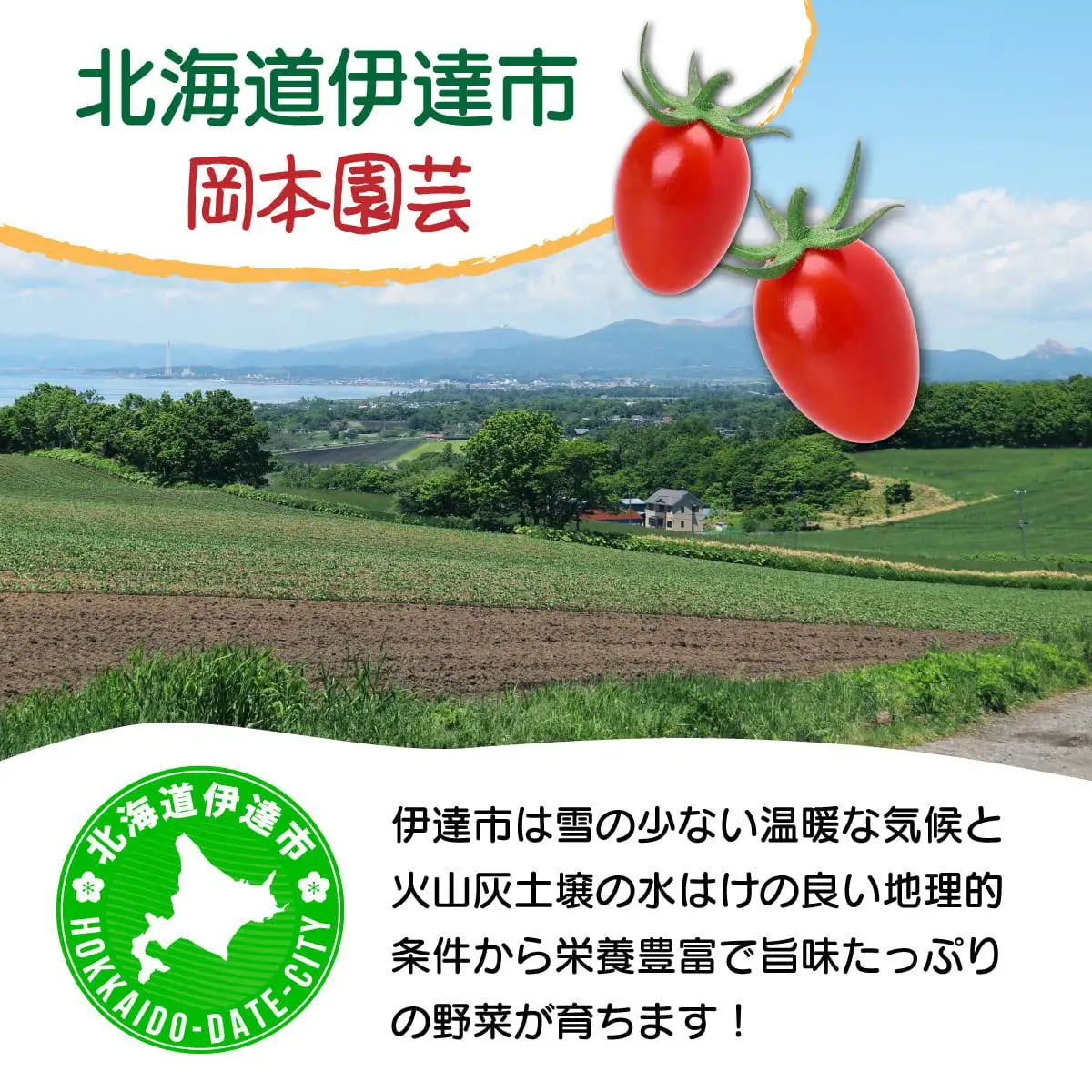 【2026年先行予約】北海道 伊達 岡本園芸 ミニトマト 高糖度 約2kg【マジウマ！トマト】