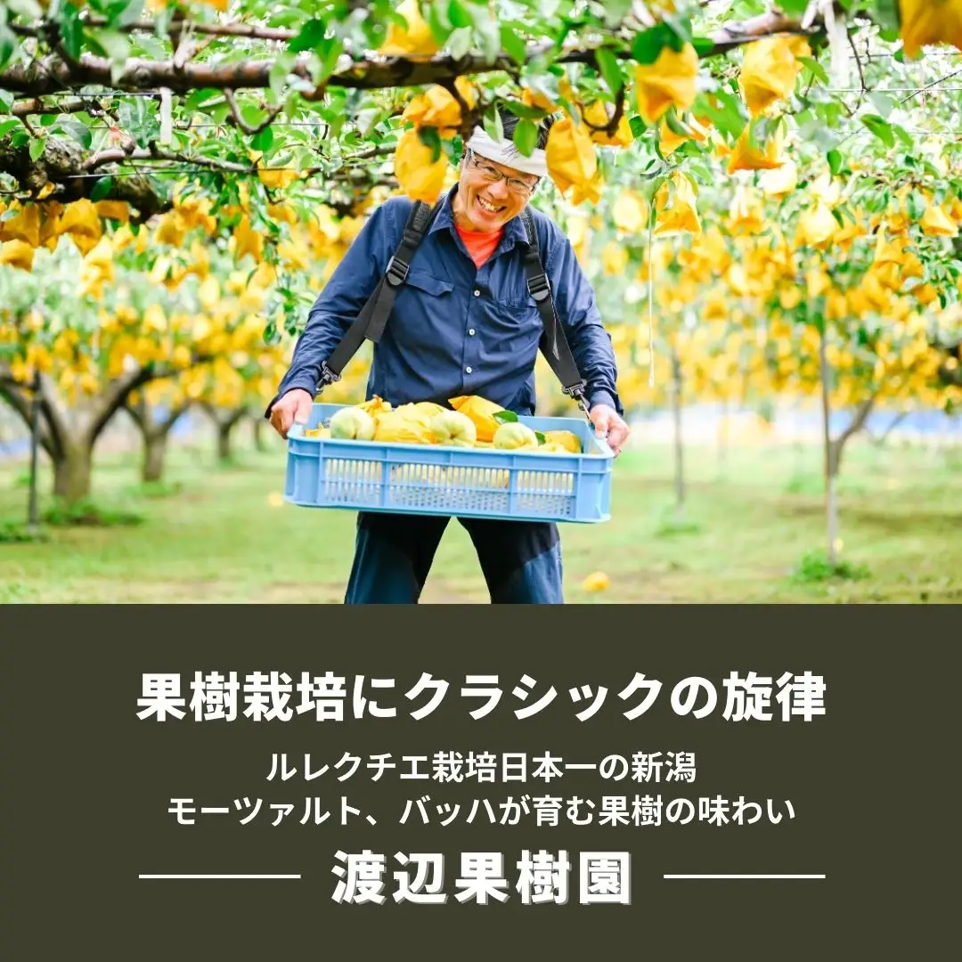 先行予約 ル レクチェ 3kg (6~10玉) 令和8年度 西洋梨 贈答用  ル レクチエ 洋梨 化粧箱 洋ナシ ル・レクチェ [渡辺果樹園]