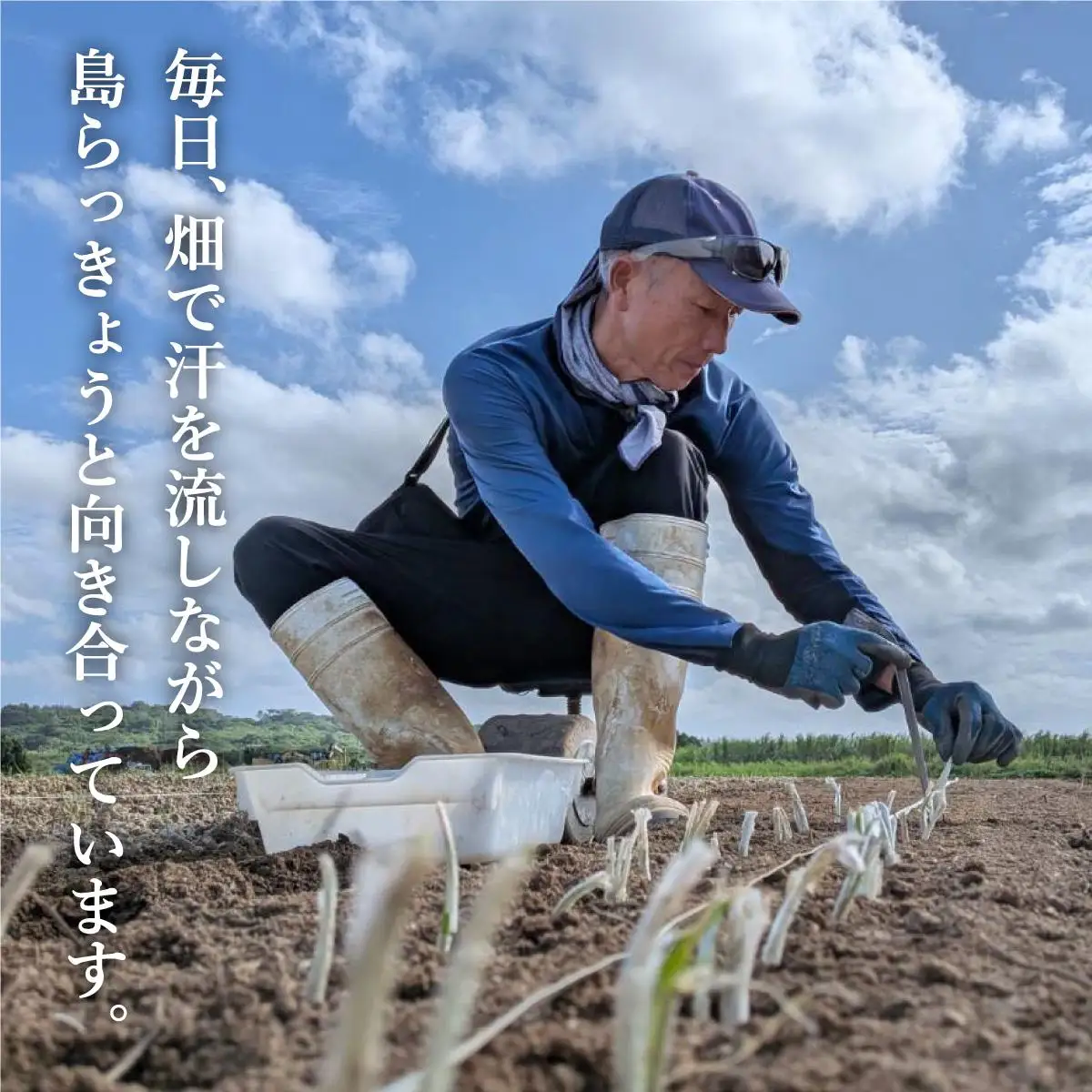 採れたて島らっきょう 農薬・化学肥料不使用 1kg ≪2027年3月中旬～6月下旬発送≫
