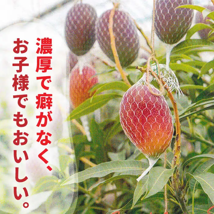 【2027年7月-発送】南島原産 完熟マンゴー 3kg / マンゴー まんごー フルーツ 果物 完熟 期間限定 / 南島原市 / 松川農園 [SAX003]