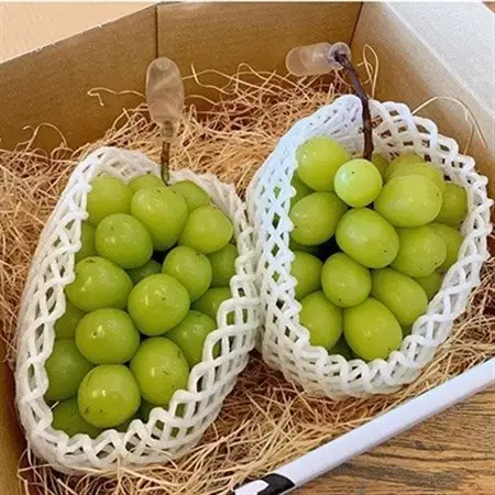 【先行受付】茨城県かすみがうら市産　シャインマスカット2房(約500g×2)_果物・フルーツ ぶどう・マスカット  ブドウ 葡萄 _【配送不可地域：離島】【1340410】