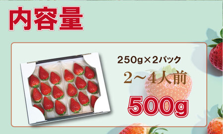 【先行予約】R9年1月中旬頃出荷開始 佐賀ブランド苺「いちごさん」合計500g （250g×2セット）いちご 凛々 A075-035