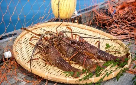 10月中旬以降発送 天然 伊勢海老3.3kg（サイズおまかせ高知県産）※着日指定不可※エビ 甲殻類 海鮮BBQ アウトドア キャンプ お祝い【R01674】