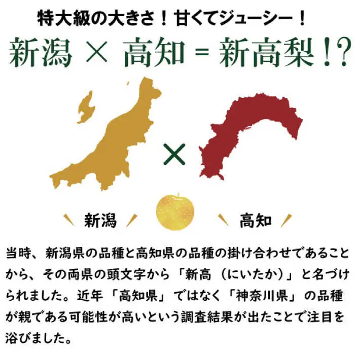 【2026年9月中旬?発送】【シャリッとおいしい！】新高梨 約3.4kg / 梨 なし  南島原市 / ふるさと企画 [SBA030]