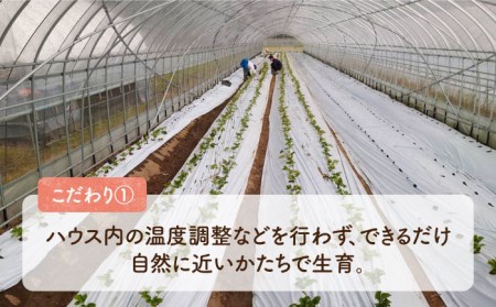【2023年1月中旬より順次発送】はちみつ屋さんの 糸島産 あまおう（270g×2パック） 糸島市 / ヴァンベールフーズ [AFJ004]