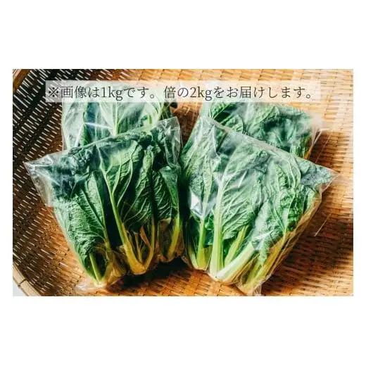 【自然栽培】大和の伝統野菜 下北春まな2kg 