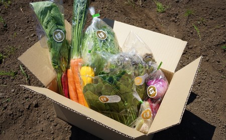 化学合成農薬等不使用で栽培！安心安全な「ほんまもん野菜」を8品目お届け♪　新鮮　旬の野菜　詰め合わせ