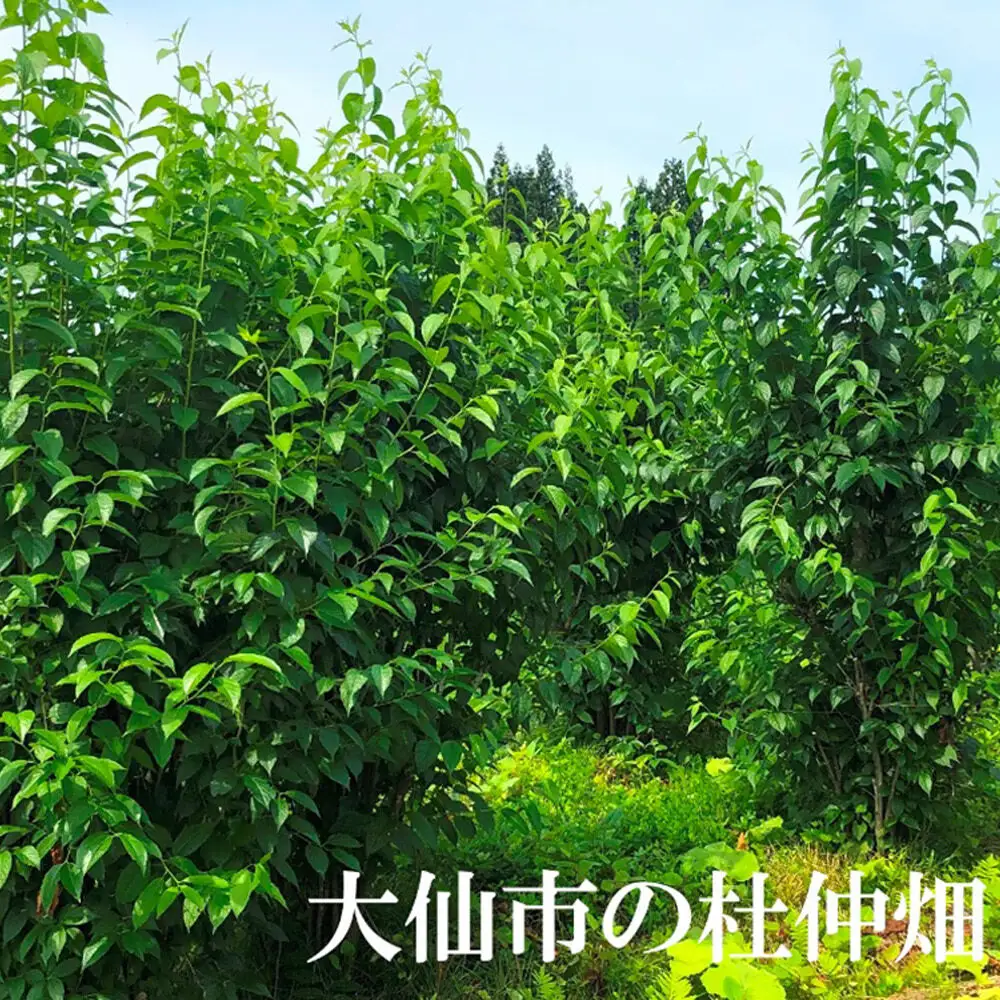杜仲の葉100％ 杜仲茶 ティーパック 120袋【物産中仙】