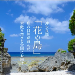 ■ 沖永良部島 で大切に育てられた オリエンタル ・ カサブランカ の 花 セット W008-012u 雑貨 日用品