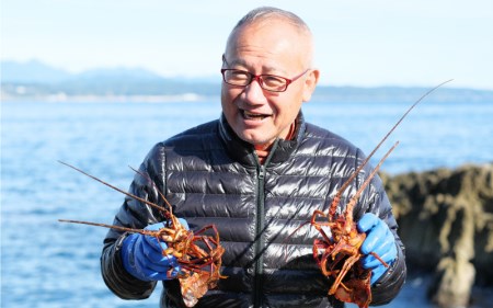 【捌き方動画付き】活伊勢エビ 3尾セット 伊勢海老 イセエビ 3尾 セット 串本町 伊勢えび 伊勢エビ 海老 産地直送【ben001】