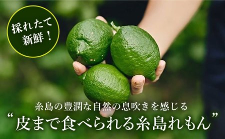 【防腐剤・ワックス不使用】【訳あり】糸島れもん B 3kg（30個前後） 糸島市 / 株式会社 糸島れもん 国産 レモン [AYL002]