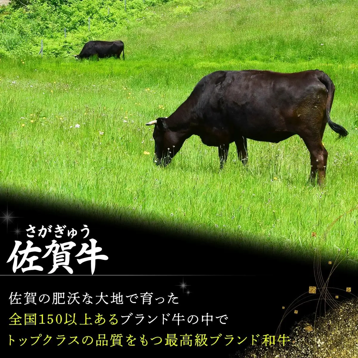 1500g 佐賀牛｢トウガラシ(トンビ)ブロック｣ N-53