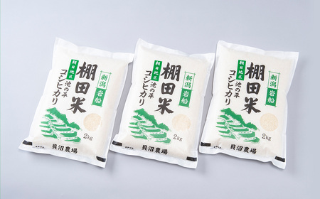 A4184 【令和7年産米】新潟県岩船産 棚田米 コシヒカリ 6kg