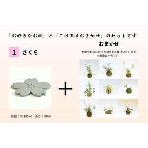 いぶし皿（さくら）・こけ玉おまかせ　セット