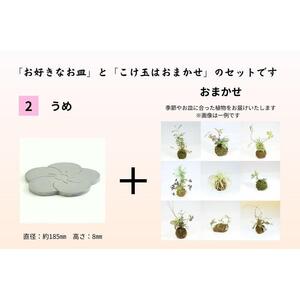 いぶし皿（うめ）・こけ玉おまかせ　セット