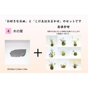 いぶし皿（木の葉）・こけ玉おまかせ　セット