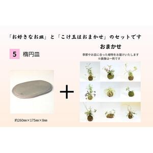いぶし皿（楕円形）・こけ玉おまかせ　セット