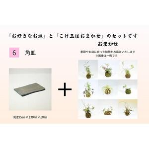 いぶし皿（角皿）・こけ玉おまかせ　セット
