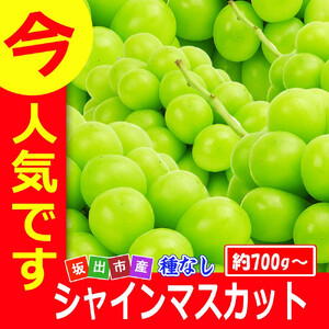 《2026年発送》特秀品シャインマスカット ( １房 約700g以上 ) ぶどう マスカット 香川県産