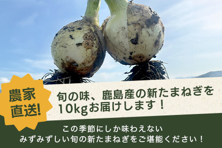 先行受付 2027年配送【生産者直送】鹿島産 新たまねぎ 約10kg サイズ混合【高評価4.8以上】AA-17