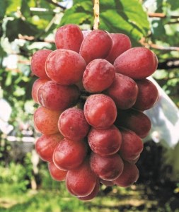 【2026年発送分】植原葡萄研究所の新品種詰め合せ
