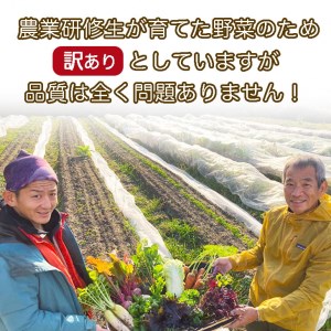 かたもとオーガニックファームの農業研修生が育てたお野菜セット 野菜