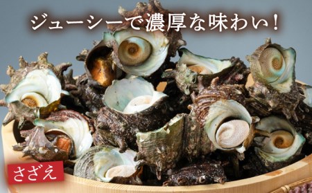 対馬 さざえ ヒオウギ貝 セット 計2kg [WAD003]天然 サザエ 栄螺 ひおうぎ貝 浜焼き