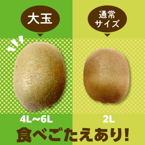 三豊市産 ヘイワードキウイ【大玉】5kg（40～60玉）