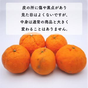 【先行予約】 冬 の柑橘 ポンカン 訳あり 10kg みかん 柑橘 ジューシー 愛媛 愛南 吉田農園