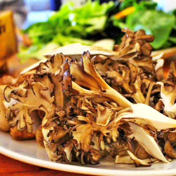 島根県飯南町産 生舞茸１株 約400ｇ【 きのこ キノコ まいたけ 農薬不使用 A-98】