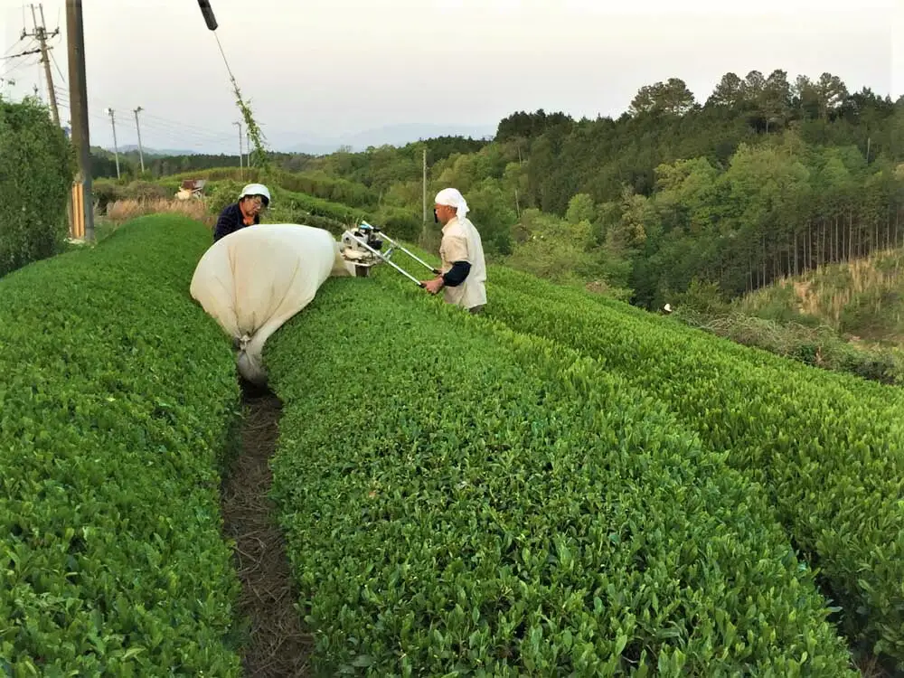 お茶 4種 葉香製茶 無農薬有機栽培茶セット 和紅茶 I-34