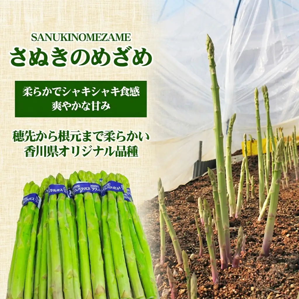アスパラガス さぬきのめざめ 細目 Mサイズ アスパラガス【約1kg 約100g×10束】 【46311694】