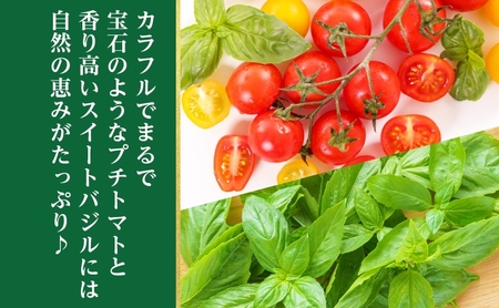 【2026年発送】北海道 オーガニック カラフル ☆ ミニトマト ＆ スイートバジル 約1kg 詰め合わせ プチトマト バジル オーガニック 有機栽培 JAS 産直 産地直送 有機ミニトマト 