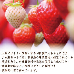 【2027年1月中旬より順次発送】JAなめがたしおさい直送「とちおとめ」2箱（8パック入）(AE-63)