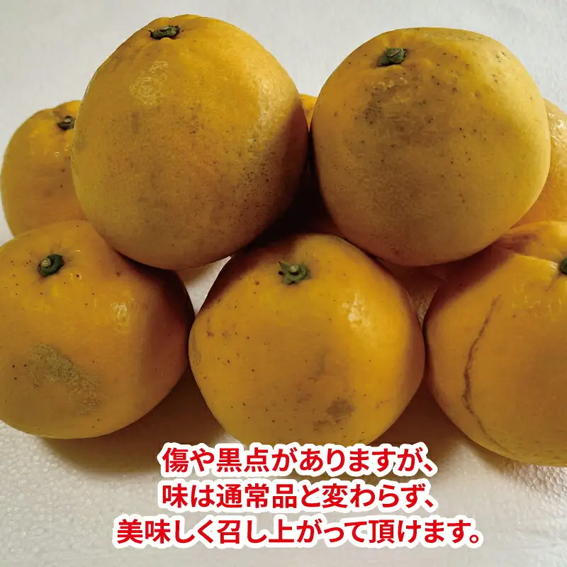 家庭用 河内晩柑 7.5kg 玉津柑橘倶楽部 柑橘 B010-072004
