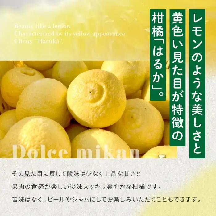 完熟はるか 3kg ドルチェみかん