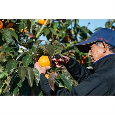 【先行受付】大ぶりの完全甘柿「陽豊」　約3kg ※2026年11月中旬より順次発送予定_果物・フルーツ 柿（カキ）  かき_【配送不可地域：離島】【1376519】