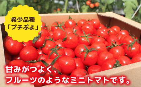 ミニトマト （ プチぷよ ）1kg×1箱  糸島市 / かわぞえ農園 ぷちぷよ トマト [AAM001]