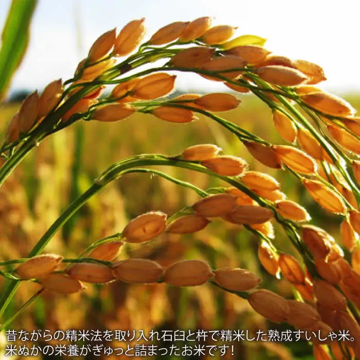 【定期便】 白米 令和7年産夢しずく15kg NAO054 全3回 白米