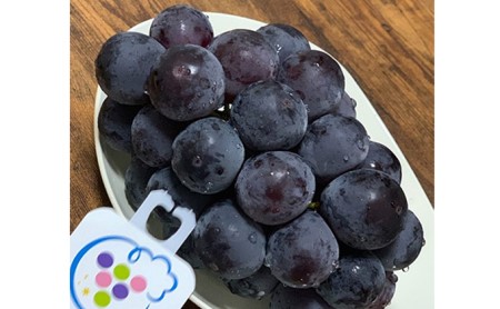 ぶどう ニュー ピオーネ 3～4房 2kg以上 高梁市産 1箱 2026年度 早期受付  ぶどう 