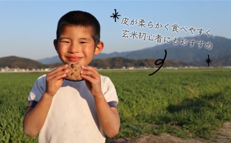 【 全3回 定期便 】米 旋風 ミルキークイーン 玄米 5kg 《糸島》【百笑屋】[ABF029] 米 お米 玄米