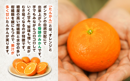 【 2027年度 先行予約 】たんかん 5kg A021-027 期間 数量 限定 タンカン 甘い 糖度12度前後 みずみずしい 果汁たっぷり 柑橘 旬 冬 果物 フルーツ サイズ おまかせ 奄美大島 安田商店 ふるさと納税 鹿児島 奄美市 おすすめ ランキング プレゼント ギフト