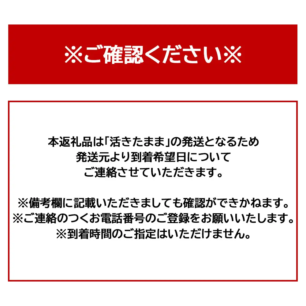 活 伊勢海老 1匹 約300g 伊勢海老