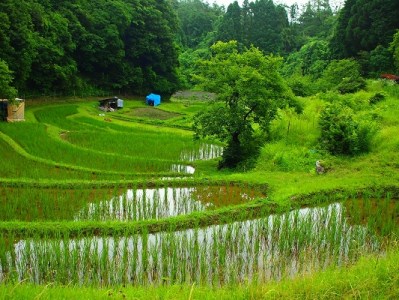 R7年産 新米 黒もち米（ 玄米 ）さよむらさき　230g × 6袋 （2025年11月より順次発送）[EA04]