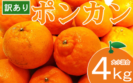 【マルカズ農園ポンカン】冬の柑橘ポンカン 4kg
