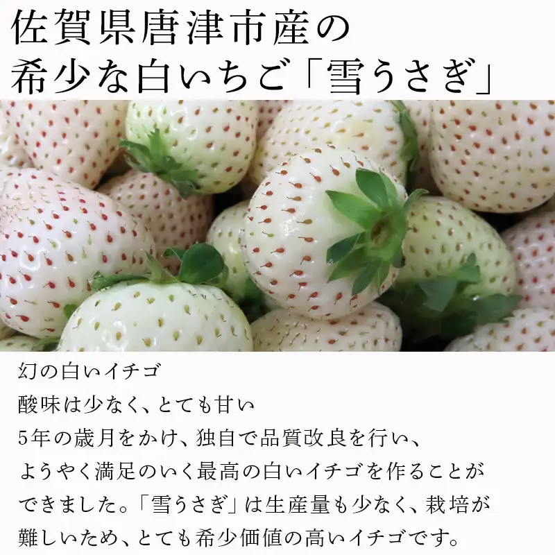 『先行予約』【令和9年2月中旬発送】唐津産 白いちご「雪うさぎ 」