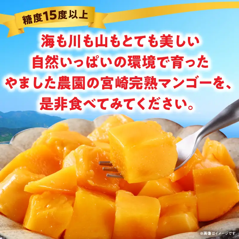 糖度平均15度！高評価の希少な特大宮崎完熟マンゴー（4L×1玉入）一般用・美品　濃厚な甘さと酸味のバランスが絶妙な完熟マンゴー！1箱_K005-015