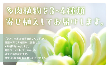多肉植物の寄せ植え M ギフト 観葉植物 多肉植物 寄せ植え