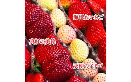 高級品種3色いちごBOX 計600g程度 