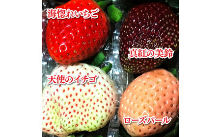 高級品種4色いちご ボックス 計600g程度